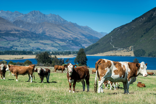 Производство молока в Новой Зеландии